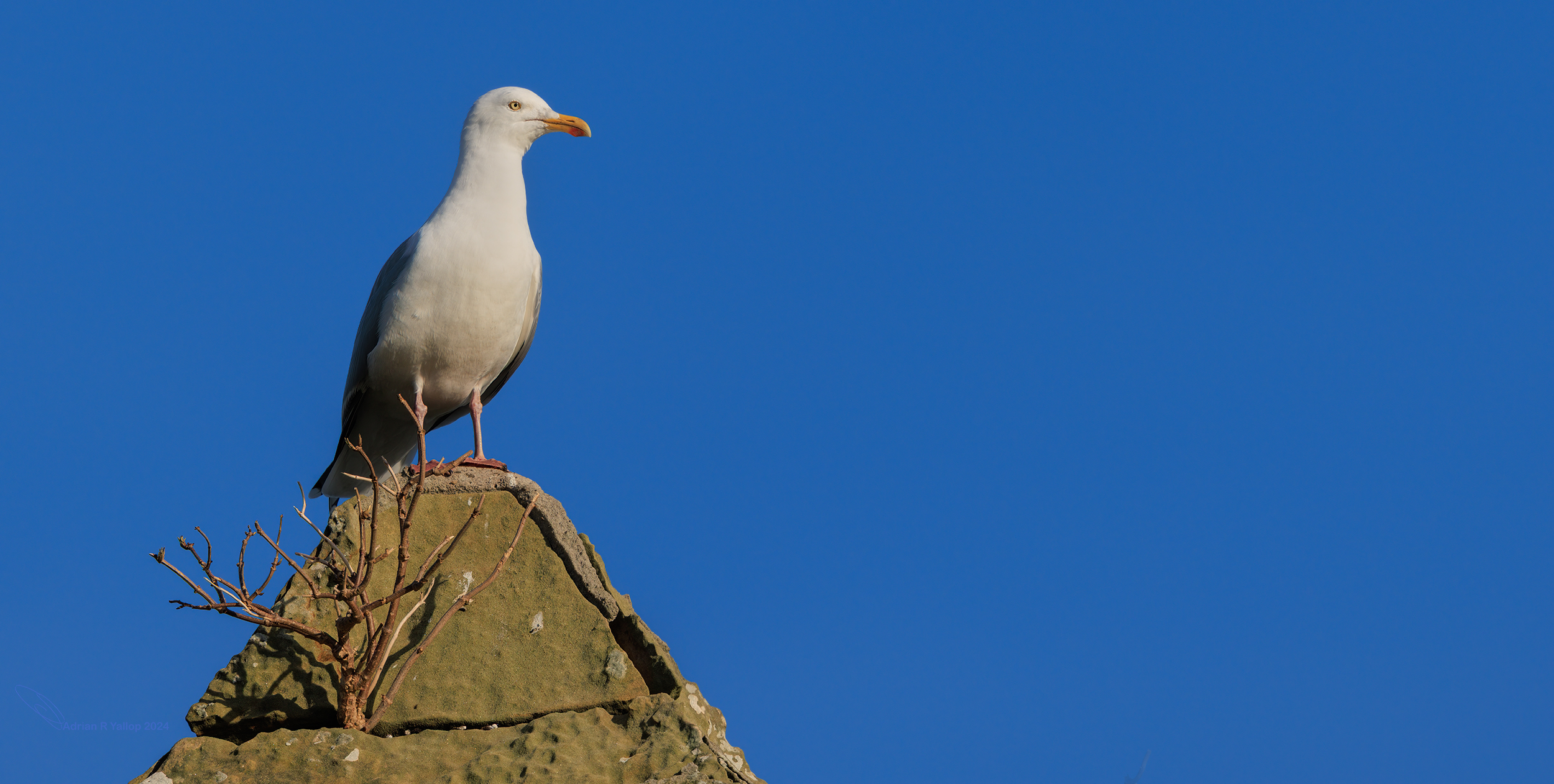 Larus argentatus